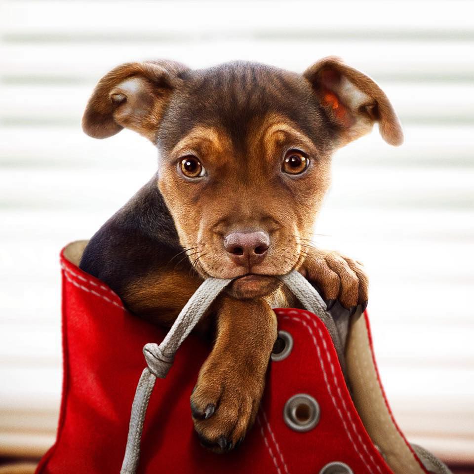 A Dog's Way Home